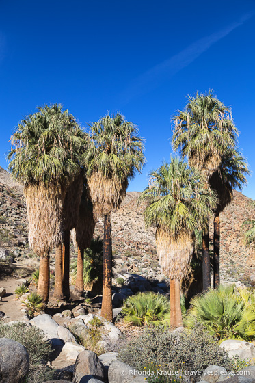 travelyesplease.com | How to Spend One Day in Joshua Tree National Park- Hikes, Nature Walks and Scenic Spots