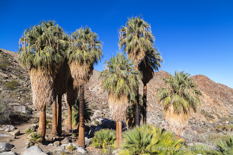 travelyesplease.com | Joshua Tree National Park- One Day Itinerary for Active Travellers