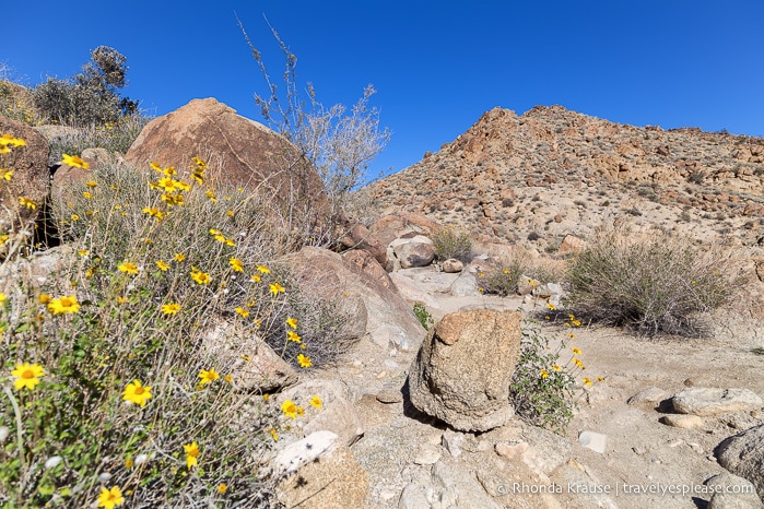 travelyesplease.com | Things to Do in Joshua Tree National Park in One Day