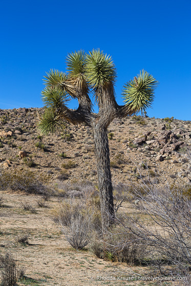 travelyesplease.com | How to Spend One Day in Joshua Tree National Park- Things to Do