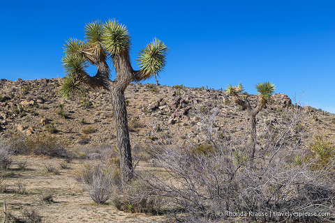 travelyesplease.com | Things to Do in Joshua Tree National Park in One Day