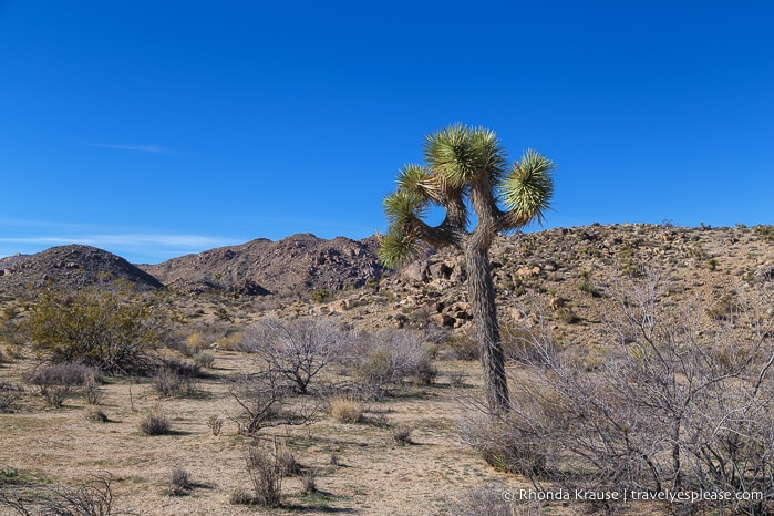 travelyesplease.com | Day Trip to Joshua Tree National Park- Places to See and Things to Do