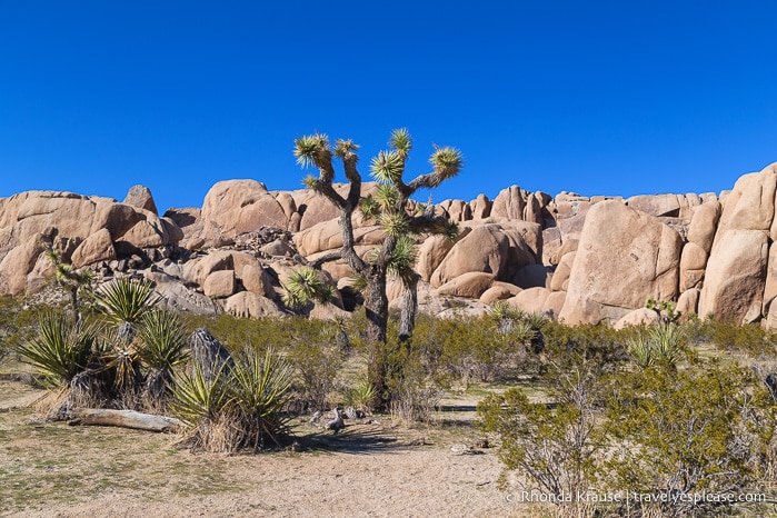 travelyesplease.com | Day Trip to Joshua Tree National Park- Places to See and Things to Do