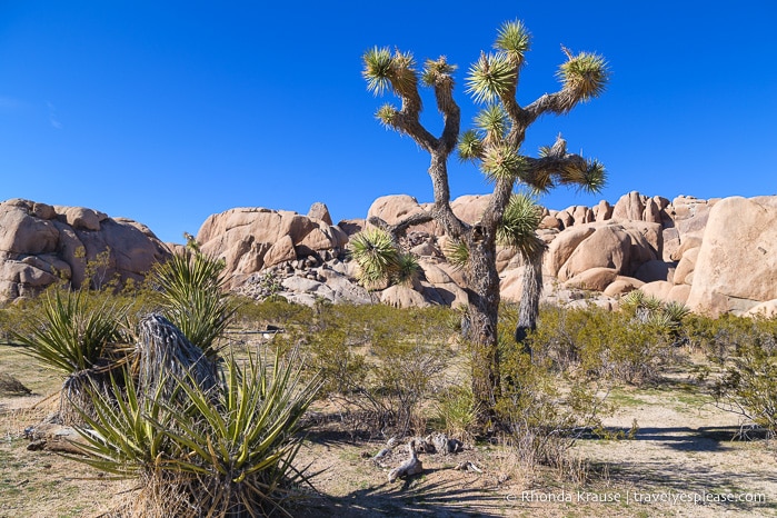 travelyesplease.com | How to Spend One Day in Joshua Tree National Park- Hikes, Nature Walks and Scenic Spots