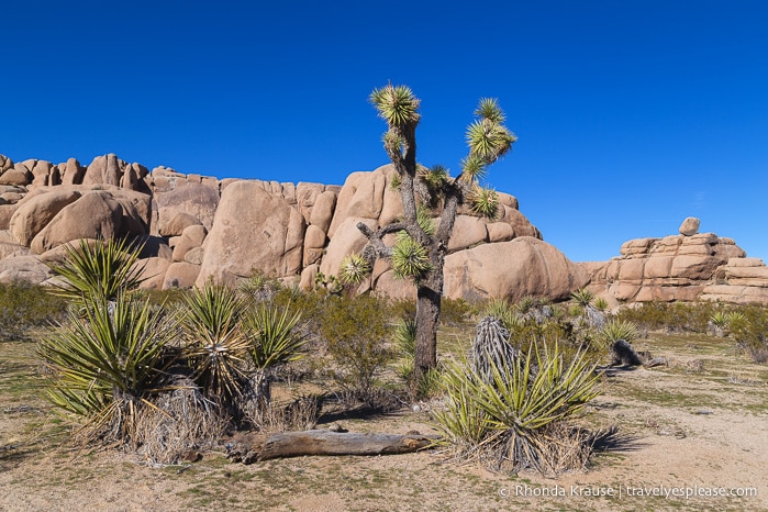 travelyesplease.com | How to Spend One Day in Joshua Tree National Park- Things to Do