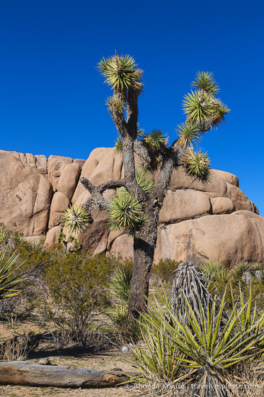 travelyesplease.com | Joshua Tree National Park- One Day Itinerary for Active Travellers