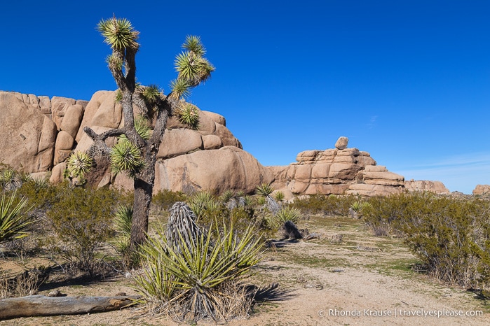 travelyesplease.com | How to Spend One Day in Joshua Tree National Park- Hikes, Nature Walks and Scenic Spots