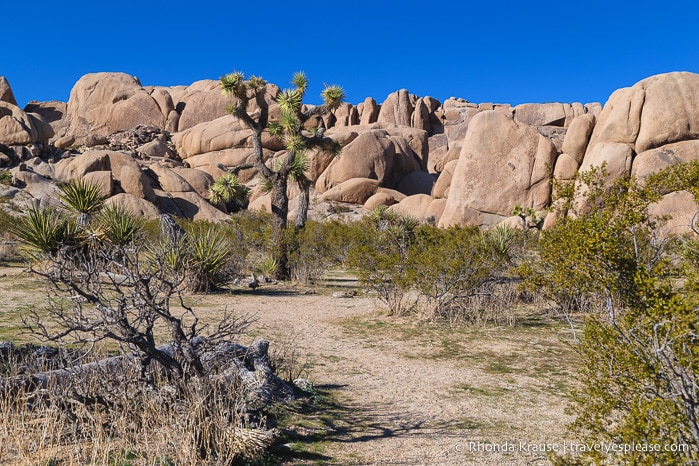 travelyesplease.com | Joshua Tree National Park- One Day Itinerary for Active Travellers