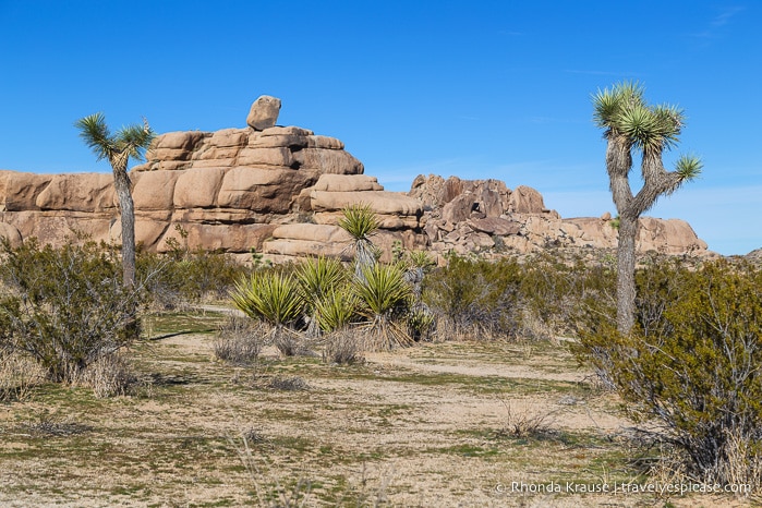 travelyesplease.com | How to Spend One Day in Joshua Tree National Park- Hikes, Nature Walks and Scenic Spots