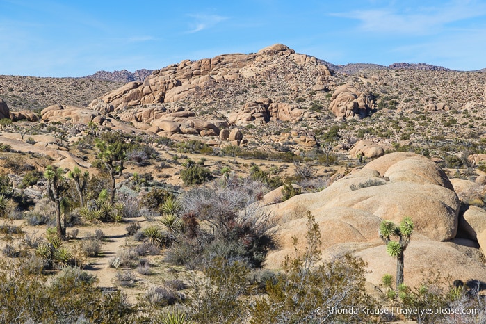 travelyesplease.com | How to Spend One Day in Joshua Tree National Park- Things to Do