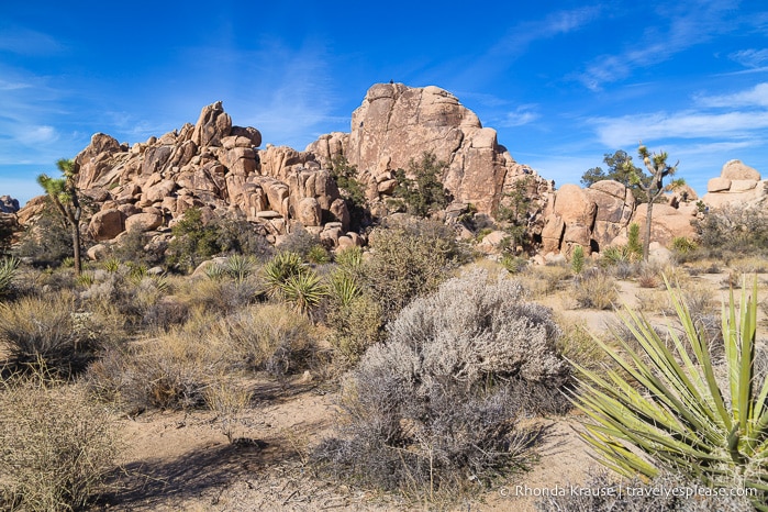 travelyesplease.com | How to Spend One Day in Joshua Tree National Park- Hikes, Nature Walks and Scenic Spots