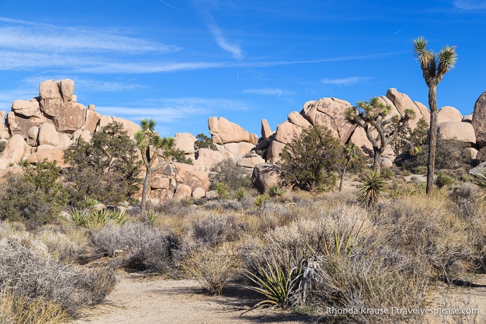 travelyesplease.com | Joshua Tree National Park- One Day Itinerary for Active Travellers