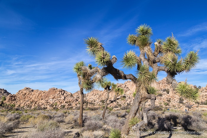 travelyesplease.com | Joshua Tree National Park- One Day Itinerary for Active Travellers