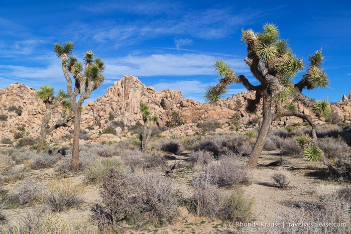 travelyesplease.com | Things to Do in Joshua Tree National Park in One Day