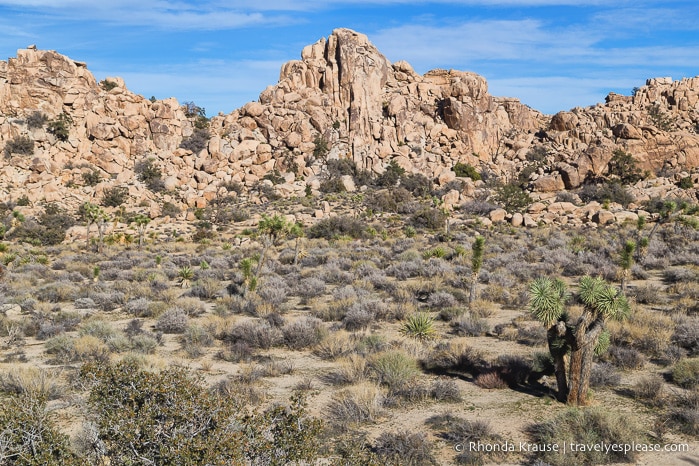 travelyesplease.com | Day Trip to Joshua Tree National Park- Places to See and Things to Do