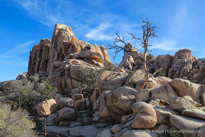 travelyesplease.com | How to Spend One Day in Joshua Tree National Park- Hikes, Nature Walks and Scenic Spots