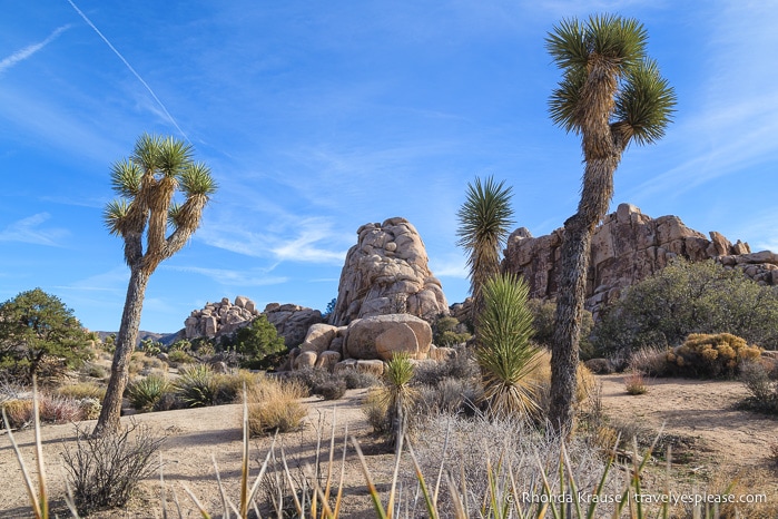 travelyesplease.com | Joshua Tree National Park- One Day Itinerary for Active Travellers