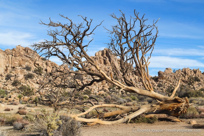 travelyesplease.com | Day Trip to Joshua Tree National Park- Places to See and Things to Do