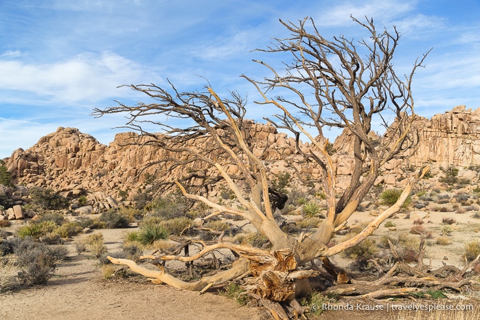 Hidden Valley Trail in Joshua Tree National Park.