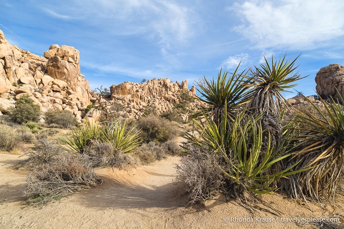 travelyesplease.com | Things to Do in Joshua Tree National Park in One Day