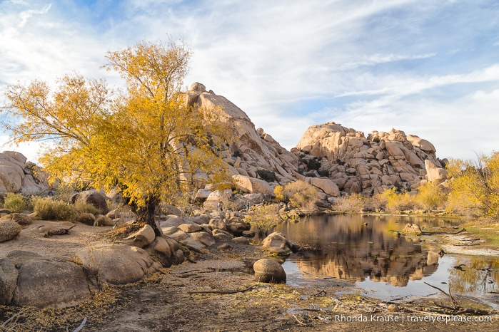 travelyesplease.com | How to Spend One Day in Joshua Tree National Park- Things to Do