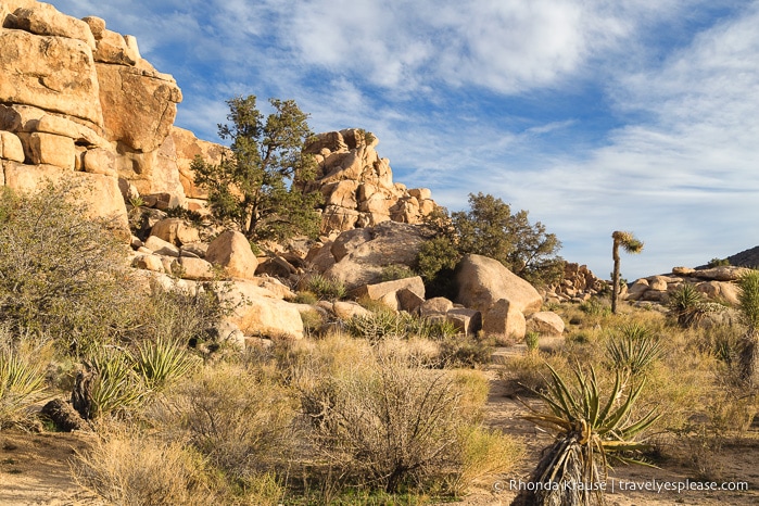 travelyesplease.com | Things to Do in Joshua Tree National Park in One Day