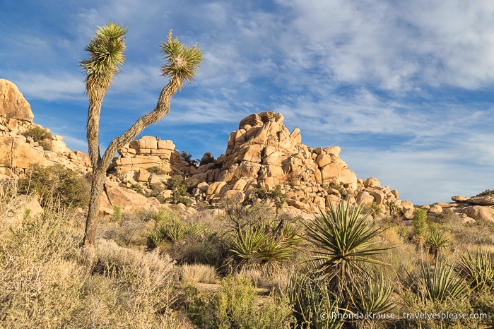 travelyesplease.com | Things to Do in Joshua Tree National Park in One Day