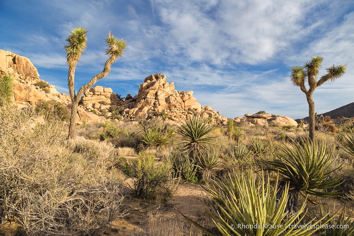 travelyesplease.com | How to Spend One Day in Joshua Tree National Park- Things to Do