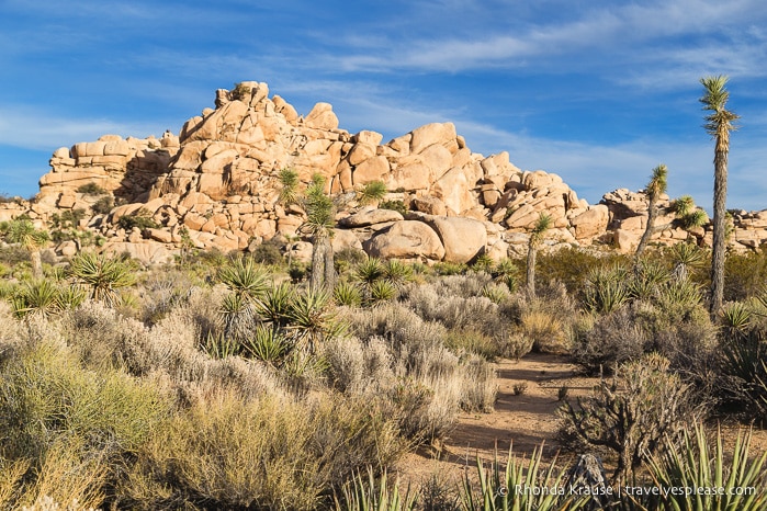 travelyesplease.com | Joshua Tree National Park- One Day Itinerary for Active Travellers