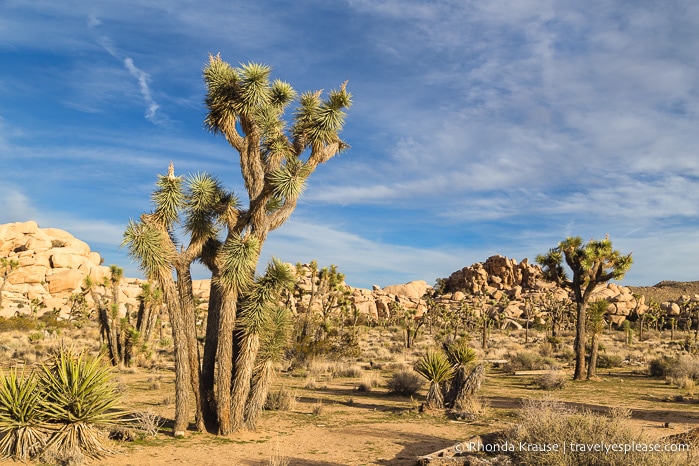 travelyesplease.com | Day Trip to Joshua Tree National Park- Places to See and Things to Do