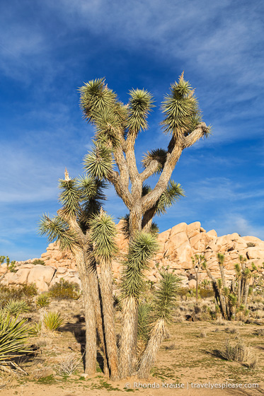 travelyesplease.com | Day Trip to Joshua Tree National Park- Places to See and Things to Do