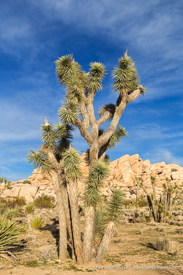 travelyesplease.com | Day Trip to Joshua Tree National Park- Places to See and Things to Do