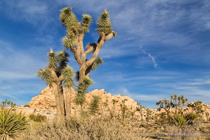 One Day in Joshua Tree National Park- Hikes, Nature Walks and Scenic Spots