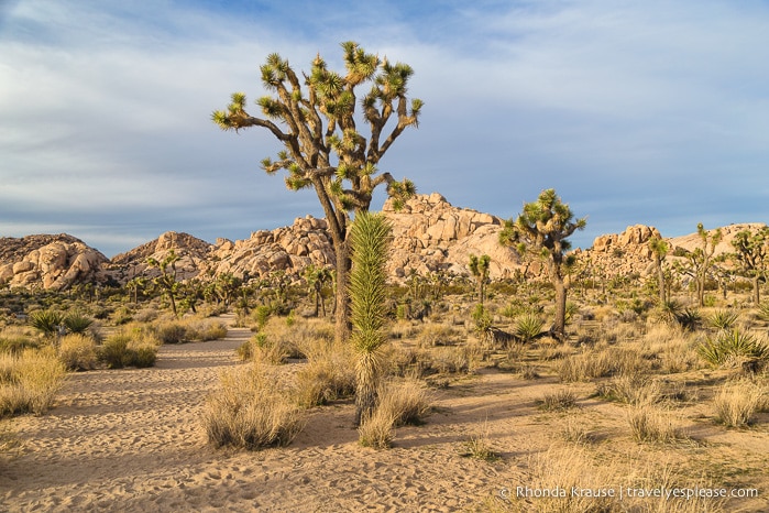 travelyesplease.com | Joshua Tree National Park- One Day Itinerary for Active Travellers