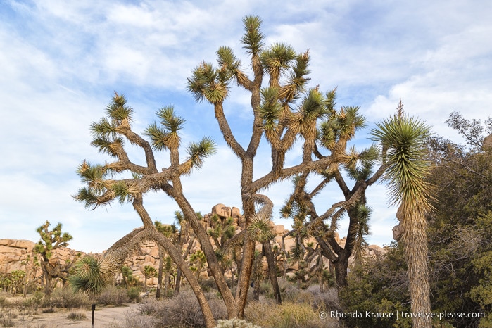 travelyesplease.com | How to Spend One Day in Joshua Tree National Park- Hikes, Nature Walks and Scenic Spots