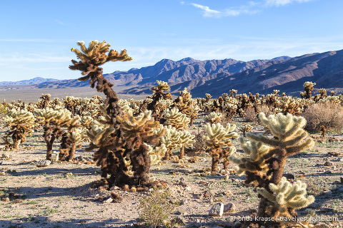 travelyesplease.com | Day Trip to Joshua Tree National Park- Places to See and Things to Do