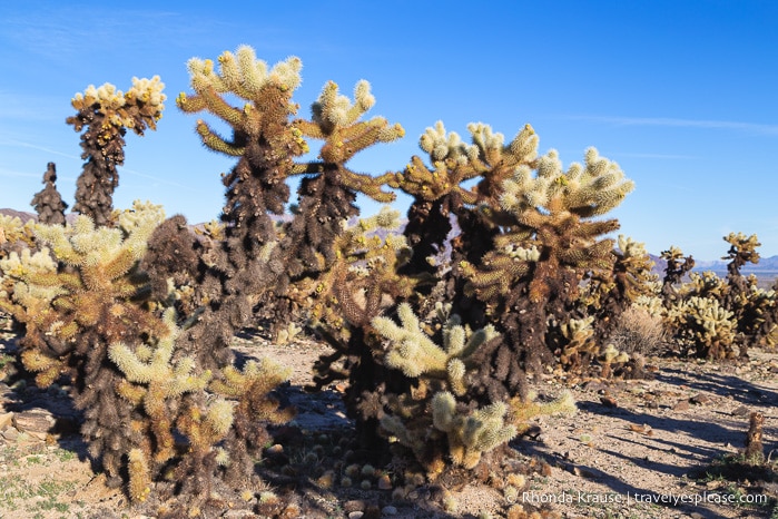 travelyesplease.com | Day Trip to Joshua Tree National Park- Places to See and Things to Do