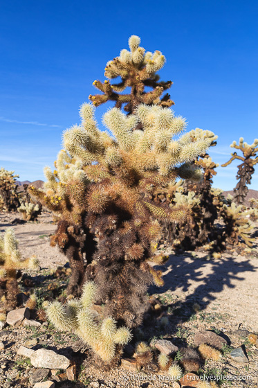 travelyesplease.com | Things to Do in Joshua Tree National Park in One Day