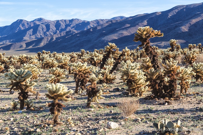 travelyesplease.com | How to Spend One Day in Joshua Tree National Park- Hikes, Nature Walks and Scenic Spots