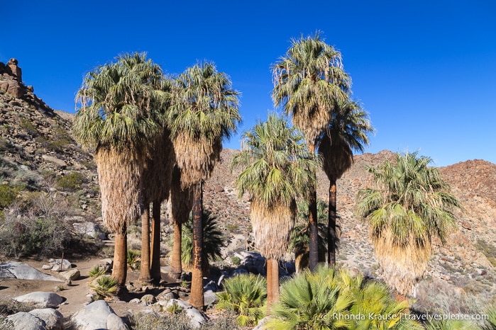 Palm Springs Day Trips- 6 Fun and Adventurous Places to Visit