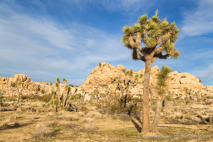 travelyesplease.com | Places to Visit Near Palm Springs- Day Trip Ideas