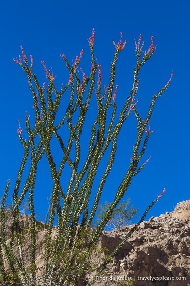 travelyesplease.com | Ladder Canyon and Painted Canyon Trail- A Unique Hike in the Mecca Hills, California