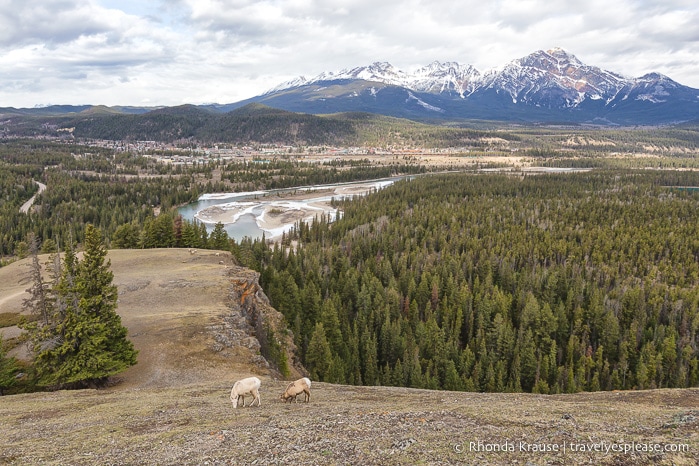 travelyesplease.com | Things to Do in Jasper National Park- Experiences for Your Jasper Bucket List