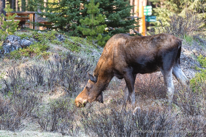 travelyesplease.com | Things to Do in Jasper National Park- Best Places to See in Jasper