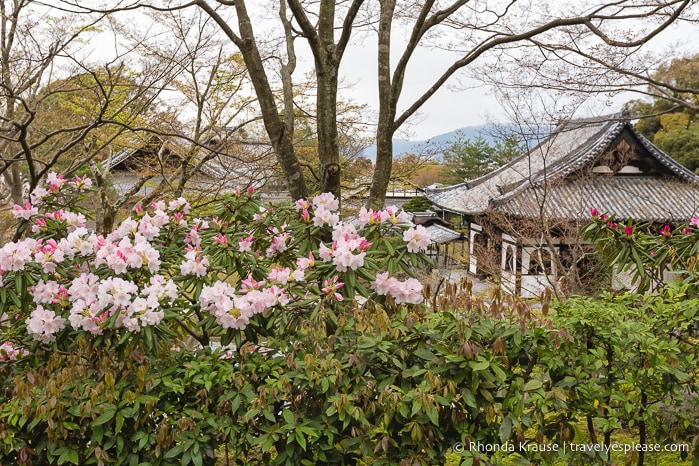 travelyesplease.com | Visiting Kodai-ji Temple- Our Self-Guided Tour