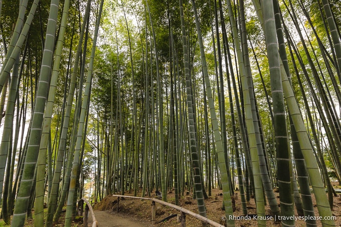 travelyesplease.com | Visiting Kodai-ji Temple- Our Self-Guided Tour