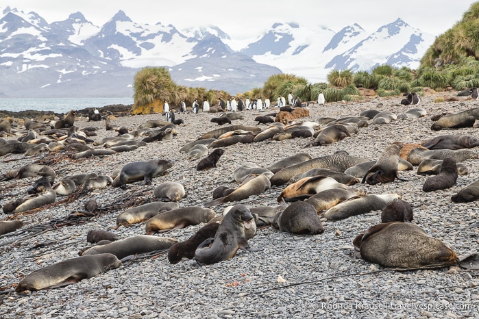 Antarctic Adventure- Expedition Cruise to Antarctica, South Georgia and Falkland Islands