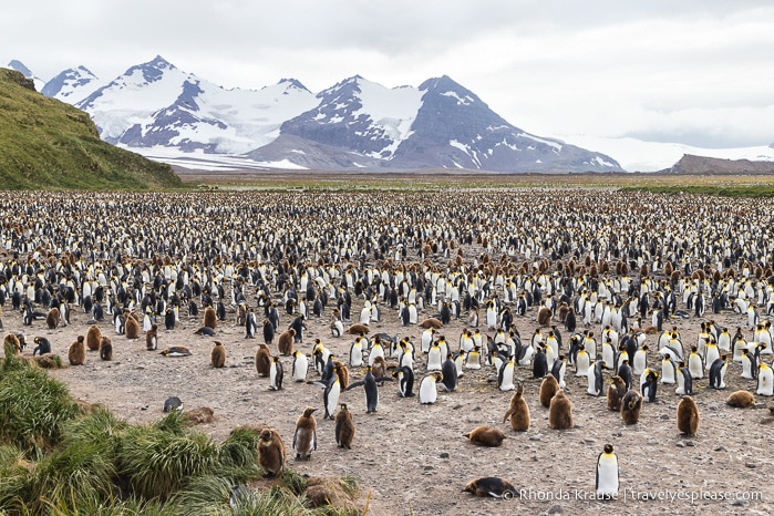 Antarctica Cruise Itinerary- Visiting Antarctica, South Georgia and the Falkland Islands