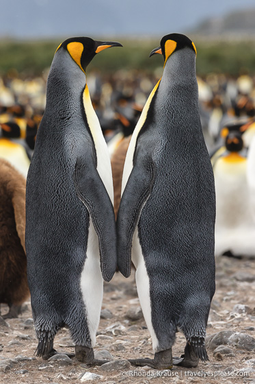 Pair of king penguins with their backs to the camera.