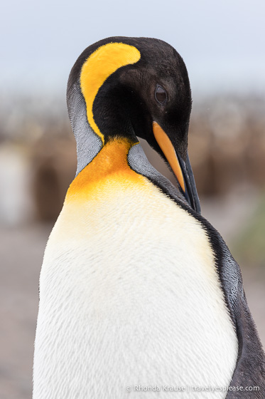 Antarctic Expedition- Cruise to Antarctica, South Georgia and the Falkland Islands